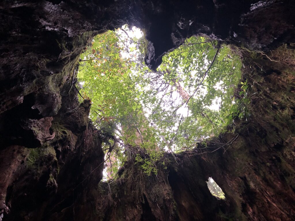 屋久島トレッキングツアー